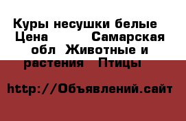 Куры несушки белые › Цена ­ 300 - Самарская обл. Животные и растения » Птицы   